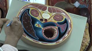 Lesser sac Epiploic foramen Peritoneal spaces & Hepatorenal Pouch of Morrison