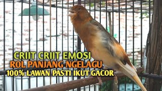 kenari gacor panjang Cuit Cuit EMOSI, Pancingan Kenari Paud Belajar Bunyi, terapi AMPUH Kenari MACET