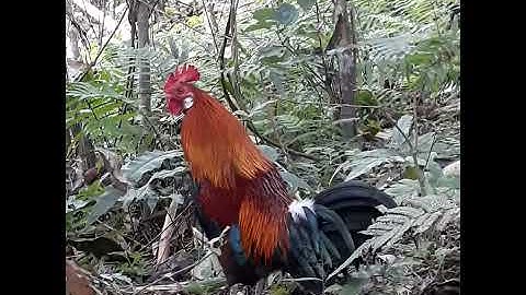 Gà mồi tơ tập rừng đầu mùa 2021