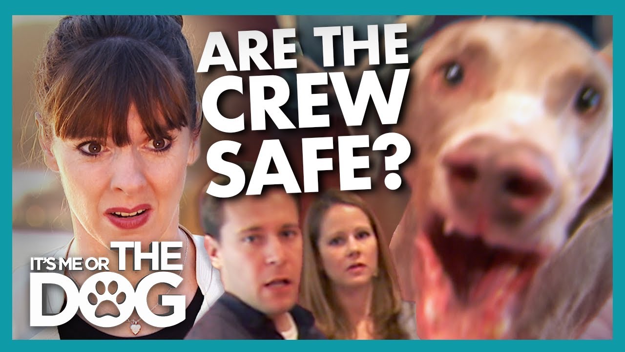 Unpredictable and Aggressive Weimaraner Lunges at Camera Crew and Guests | It's Me or the Dog