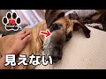 【超大型犬】散歩中にぶつかって大量の鼻血が…
