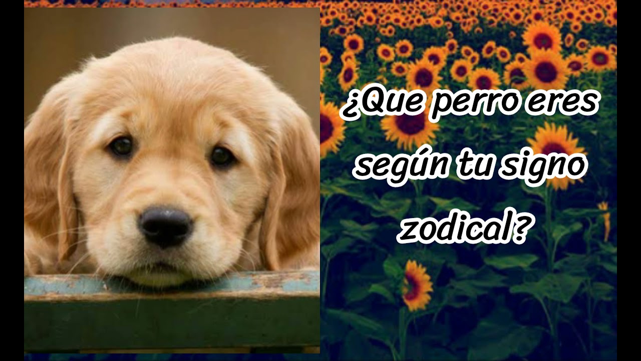 Que Perrito Eres🐶 Según Tu Signo Zodical Testing Youtube