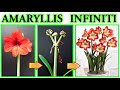 AMARYLLIS, MOLTIPLICALO ALL'INFINITO GRATIS CON UNA "FECONDAZIONE ASSISTITA", HYPPEASTRU