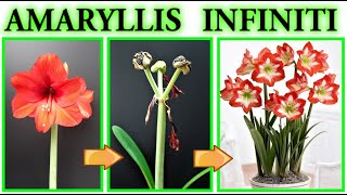 AMARYLLIS, MOLTIPLICALO ALL'INFINITO GRATIS CON UNA "FECONDAZIONE ASSISTITA", HYPPEASTRUM FREE