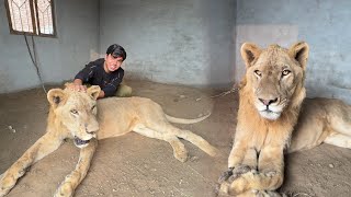 Big Zoo Main Big Lion Agea 😍