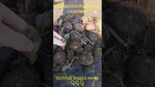 МОРСКОЙ ЁЖ, трубач, мидия. Сбор морепродуктов. Сахалин. #Сахалин #Сборморепродуктов #мидия #рыбалка
