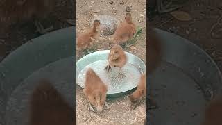 baby ducks