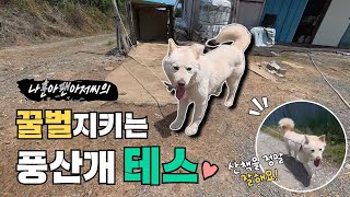나훈아 아저씨 꼭 봐주세요! 꿀벌 지키는 풍산개 테스 @시고르_우체부 