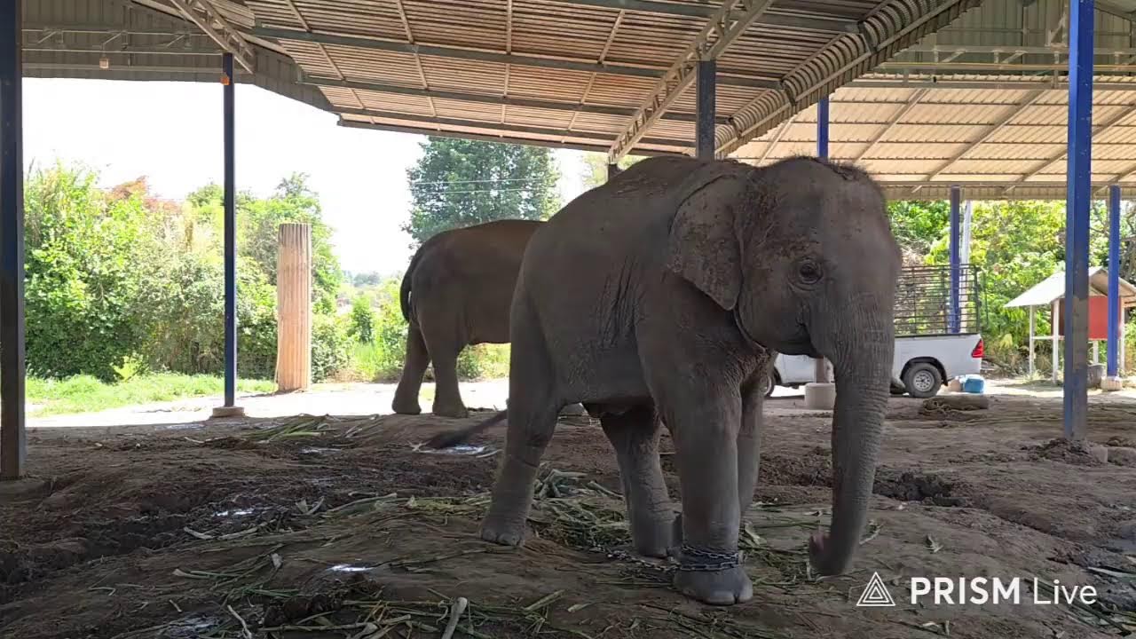 กล้วยป้อนช้าง 🙏Elephant  story สามสาวดาวซิ่ง