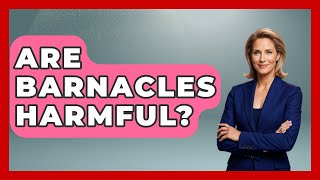 Are Barnacles Harmful? - The Marine Life Explorer