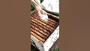 الوقاية من مرض الحضنة الذي يدهور الخليات للمبتدئين في تربية النحل ادعوكم للعودة للفيديو الاصلي 
