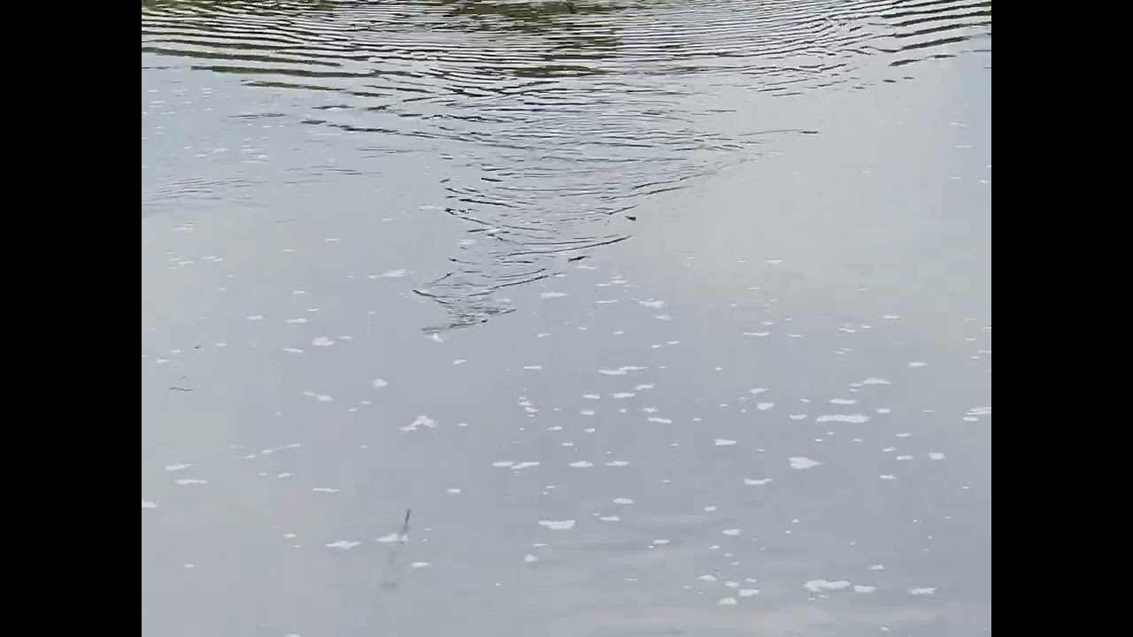 Ukleja Walk the dog 9 - Praca woblera