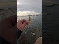 Kanama Luminous Shrimp Hooks - Keep your shrimp lively and land big fish faster.