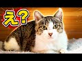 手術した母親猫がなぜか部屋で放し飼いになっているんだが。。