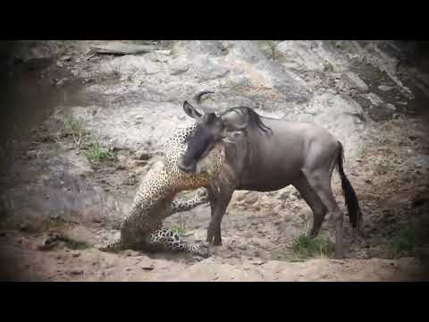 Male leopard kills wildebeest