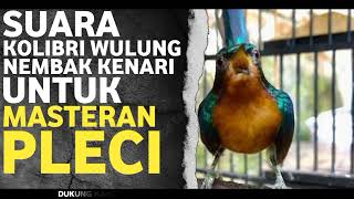 SUARA KOWUL KOLIBRI WULUNG NEMBAK KENARI UNTUK MASTERAN PLECI \u0026 SOGON #masteranpleci #masteransogon