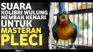 SUARA KOWUL KOLIBRI WULUNG NEMBAK KENARI UNTUK MASTERAN PLECI & SOGON #masteranpleci #masteransogon