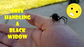 Free Handling a Black Widow (Latrodectus) | Overcoming My Fear of Spiders by Going All In!