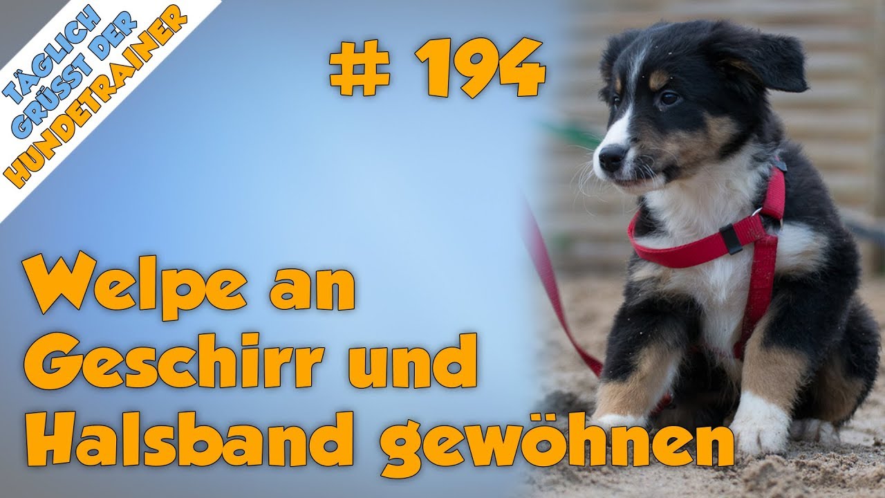 Wie gewhnt ihr euren Welpen am Besten ans Geschirr und Halsband (Ein Paar  Super Tipps!)- TGH 194