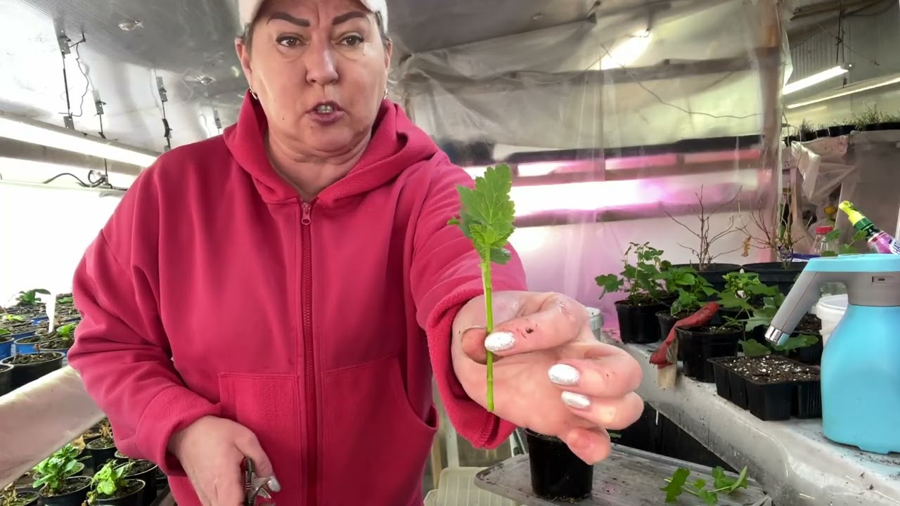 Йошта. Гибрид смородины и крыжовника. Черенкование, формировка.