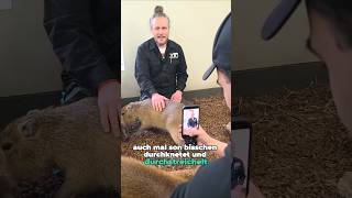 Making-of Capybara-Dreh für Wir sind Zoo im Zoo Dortmund #capybara #zoo #zoolotse