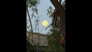 Quiet Morning Moon Between the Trees | Calm Dawn Sky ππΏ