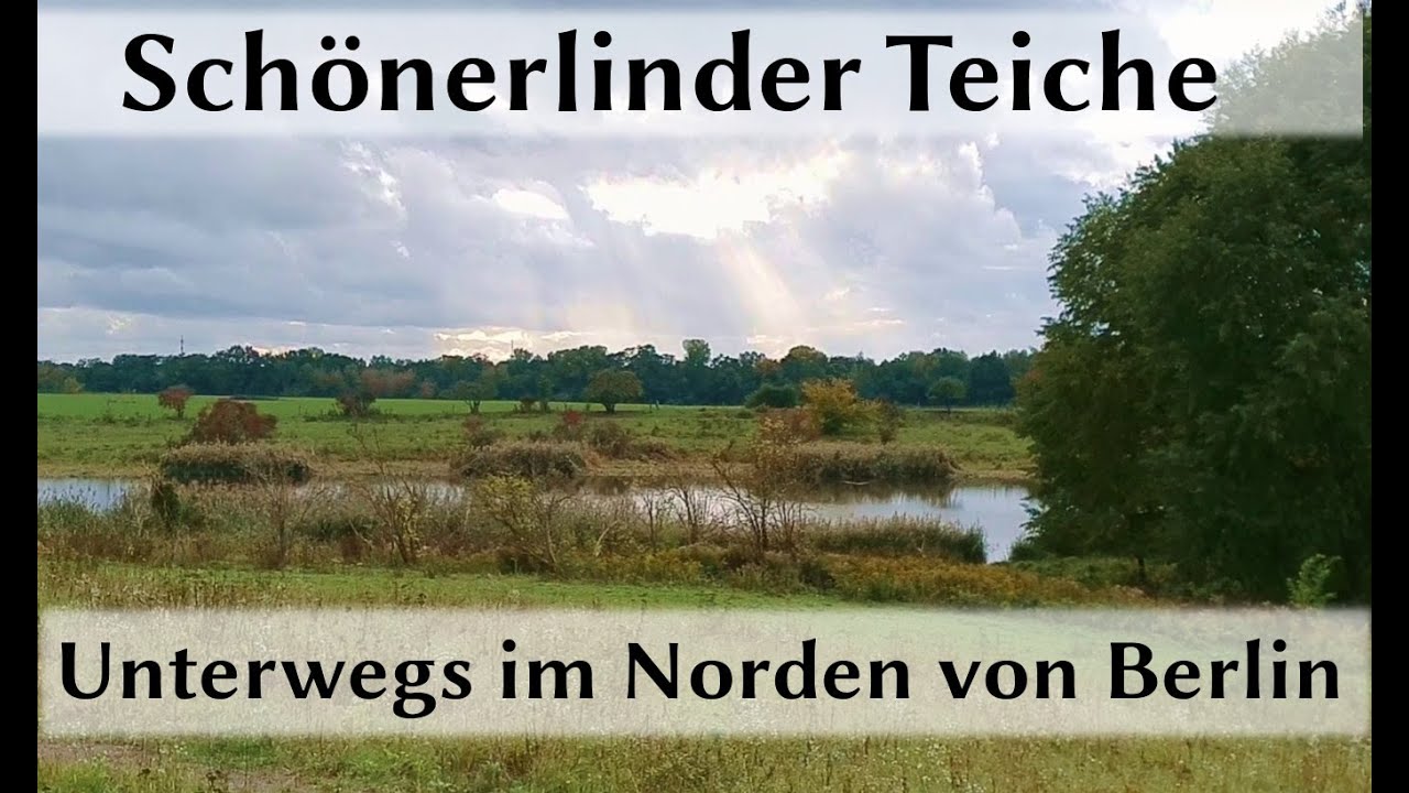 Schönerlinder Teiche Kurze Wanderung im Norden von Berlin Herbst
