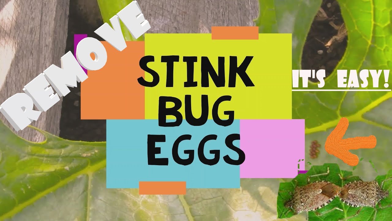 CHEAP & Organic way to REMOVE STINK BUG EGGS and nits YouTube