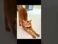 Your Cat: The Furry Meteorologist You Never Knew You Had!
