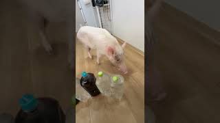 IMG 9731
