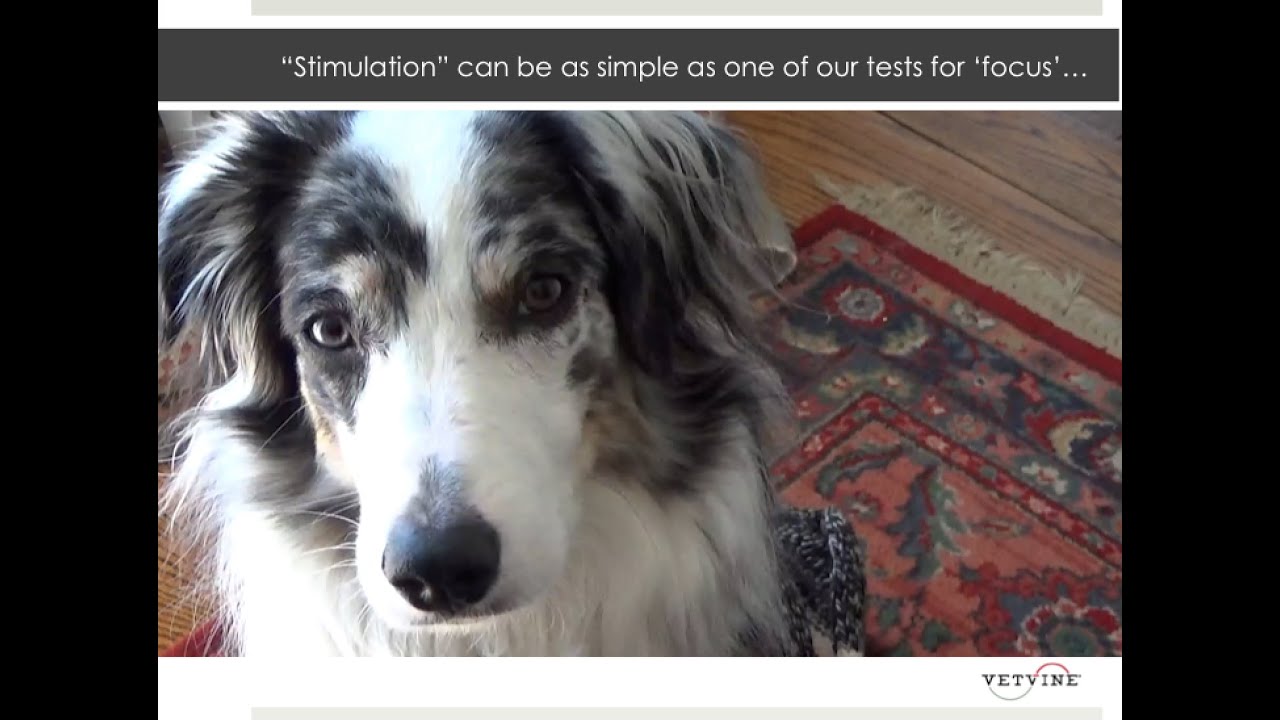 Exercise Your Dog's Mind - Work on Focusing