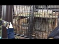 野毛山動物園　ラージャーお食事タイム の動画、YouTube動画。