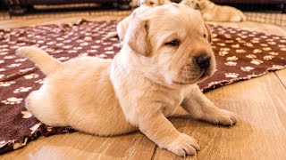 Noisy Puppies Try Taking Their First Steps!!