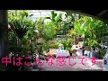 なかやまフラワーハウスで熱帯雨林気分を味わってみた！