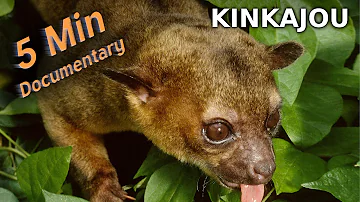 Kinkajou - 5 Minute Documentary