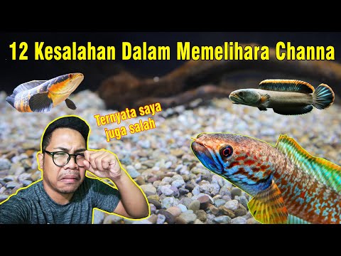 CATAT! 12 KESALAHAN DALAM MEMELIHARA CHANNA...