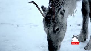 Rusa Kutub (Rangifer tarandus), Kuda Terbang Santa Claus