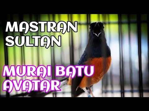 masteran murai batu avatar