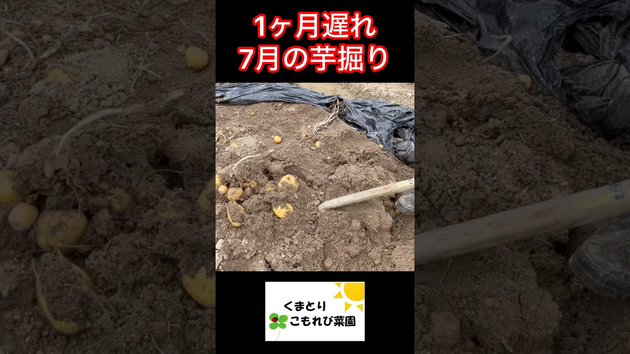 UNP-2300s 芋掘り Finally harvested the potatoes a month late in July! #FarmingLife