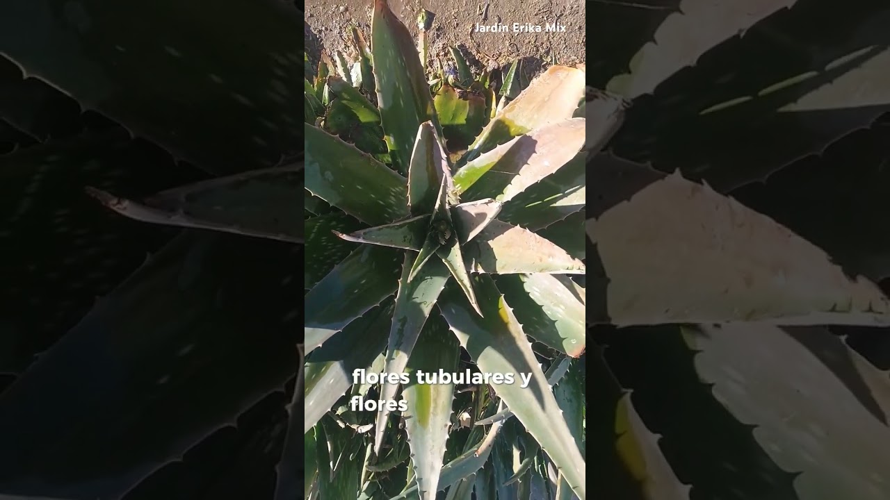 Aloe Vera "Aloe Barbadensis Miller'