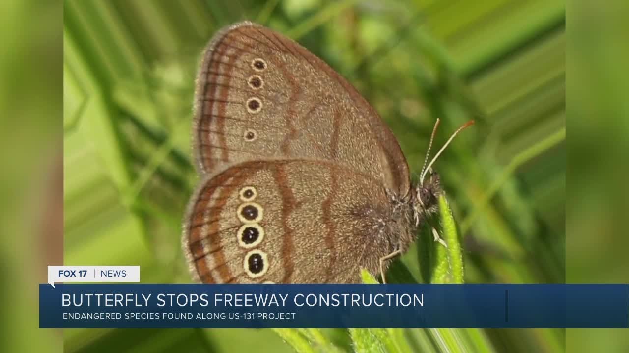 Michigan's endangered butterfly stopped building of US-31 freeway