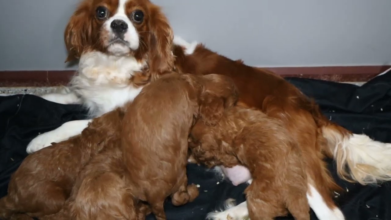 Blue Diamond Precious F1 Cavapoo Litter 1