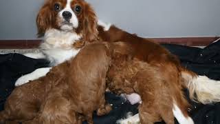 Blue Diamond Precious F1 Cavapoo Litter 1