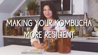 Making homemade kombucha more resilient to mold