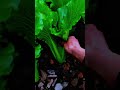 How to Start Vegetable Farming (Complete Guide)