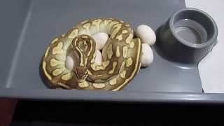 Ball Python Clutch #1...2015 Season!! Profile