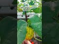 cara perawatan ketika pembesaran buah melon hidroponik #berkebun #buahbuahansegar #pertanian