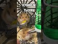 У ХОМЯЧКОВ ТЫКВЕННЫЙ СПАС / HALLOWEEN