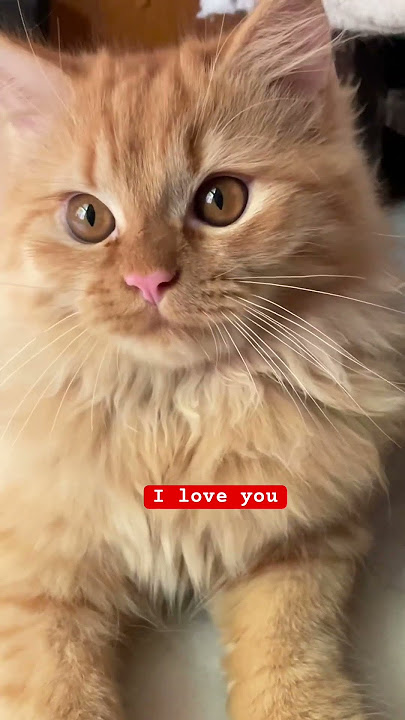 Simba 😸 #kittykittens #simba #simbajatt #cat #funny #cute