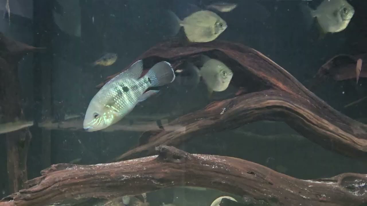 Andinoacara Stalsbergi 